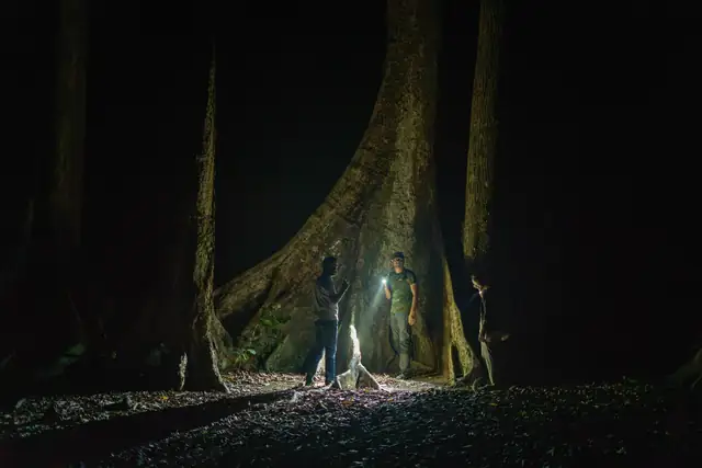 Guides on a night walk beneath a giant forest tree, Havelock Island