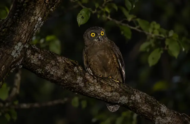 An owl perched on a moss-covered branch at night, Havelock Island