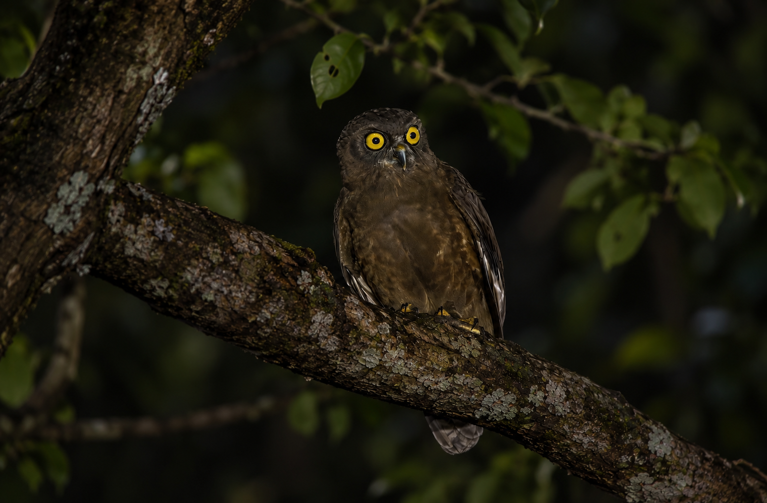 An owl perched on a moss-covered branch at night, Havelock Island